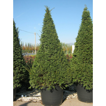 TAXUS baccata