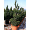 TAXUS baccata