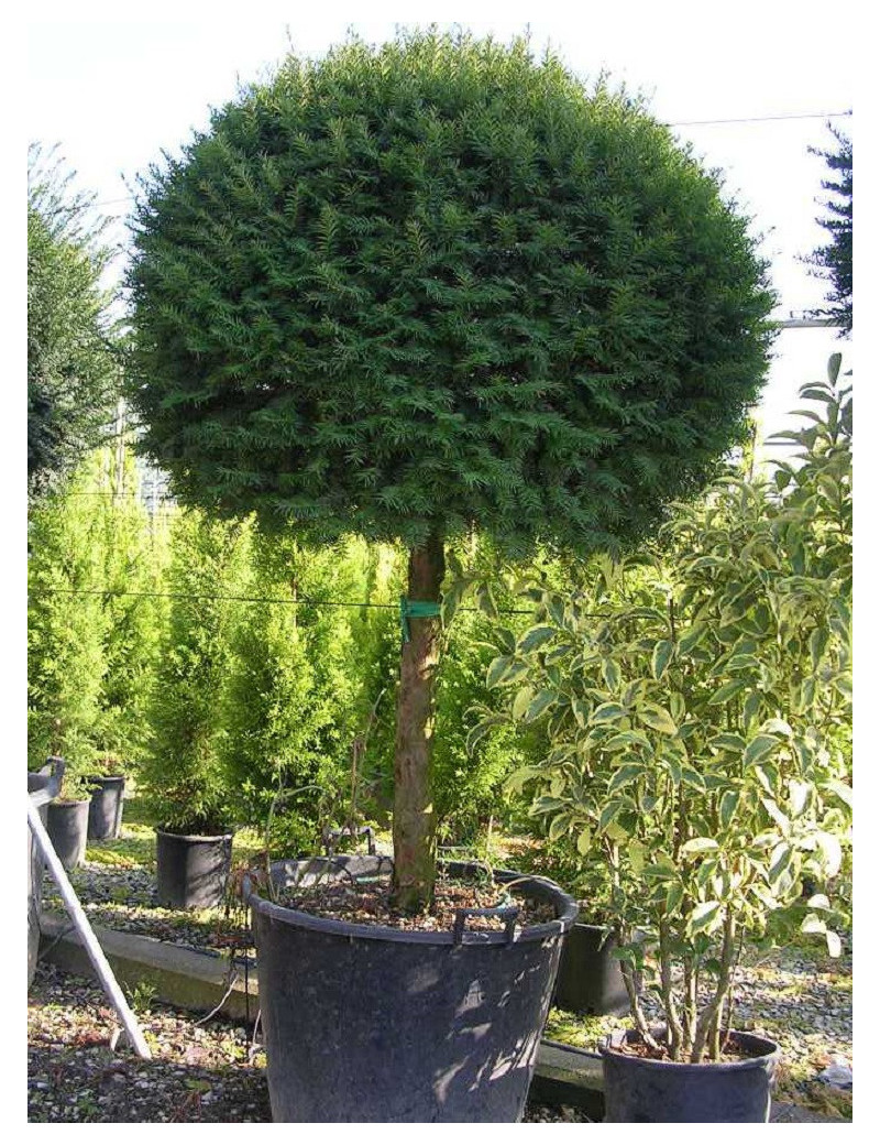 TAXUS baccata