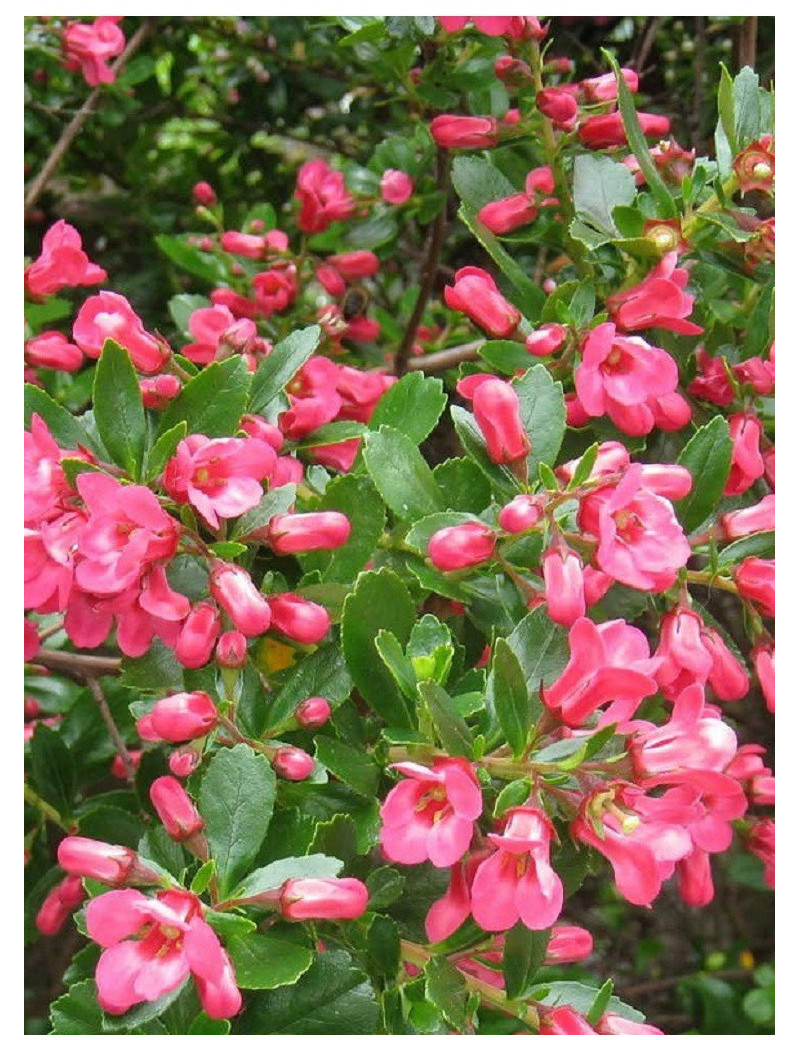 ESCALLONIA DONARD SEEDLING