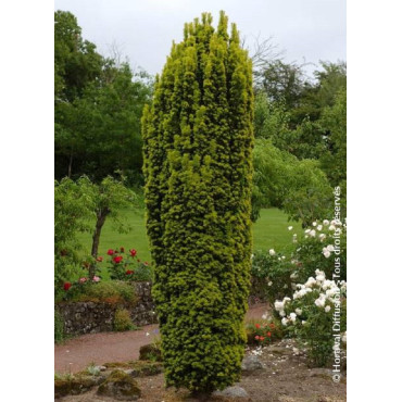 TAXUS baccata FASTIGIATA AUREA