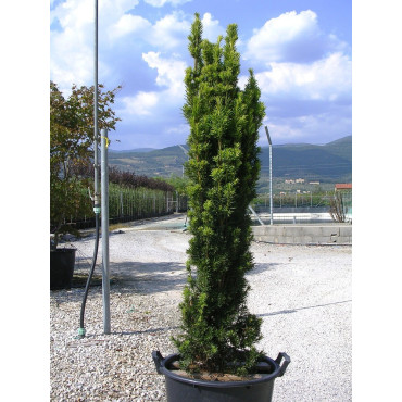 TAXUS baccata FASTIGIATA AUREA