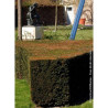 TAXUS media STRAIT HEDGE