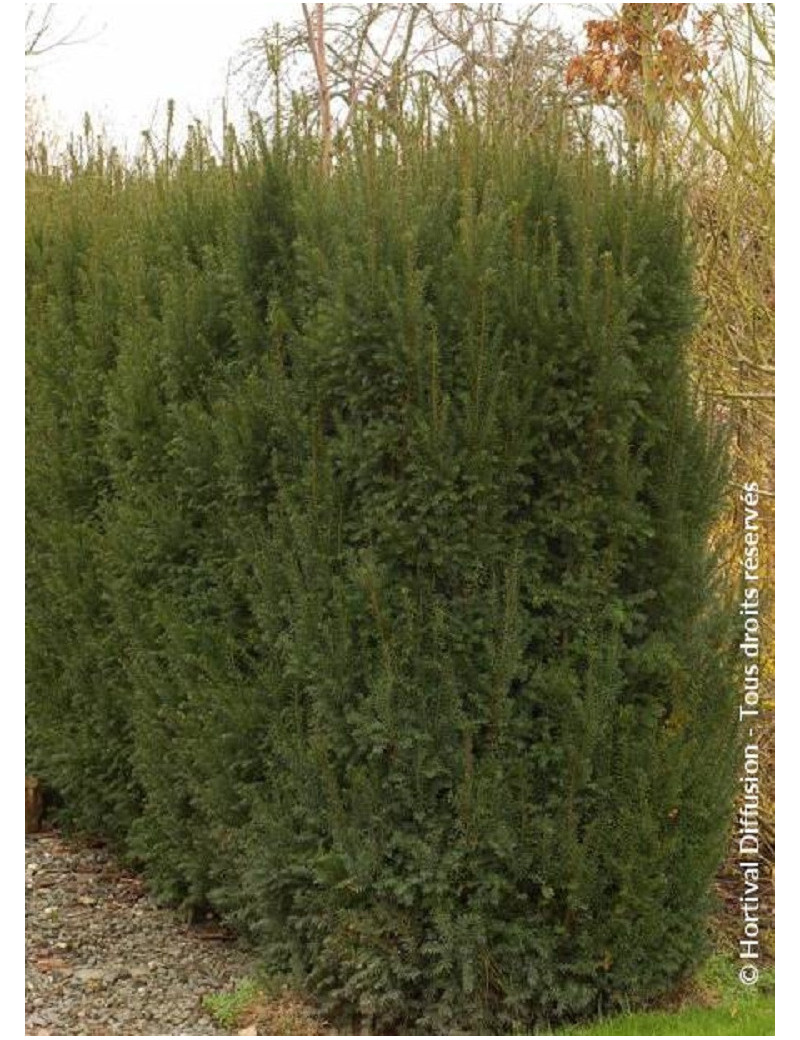 TAXUS media STRAIT HEDGE