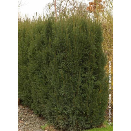 TAXUS media STRAIT HEDGE