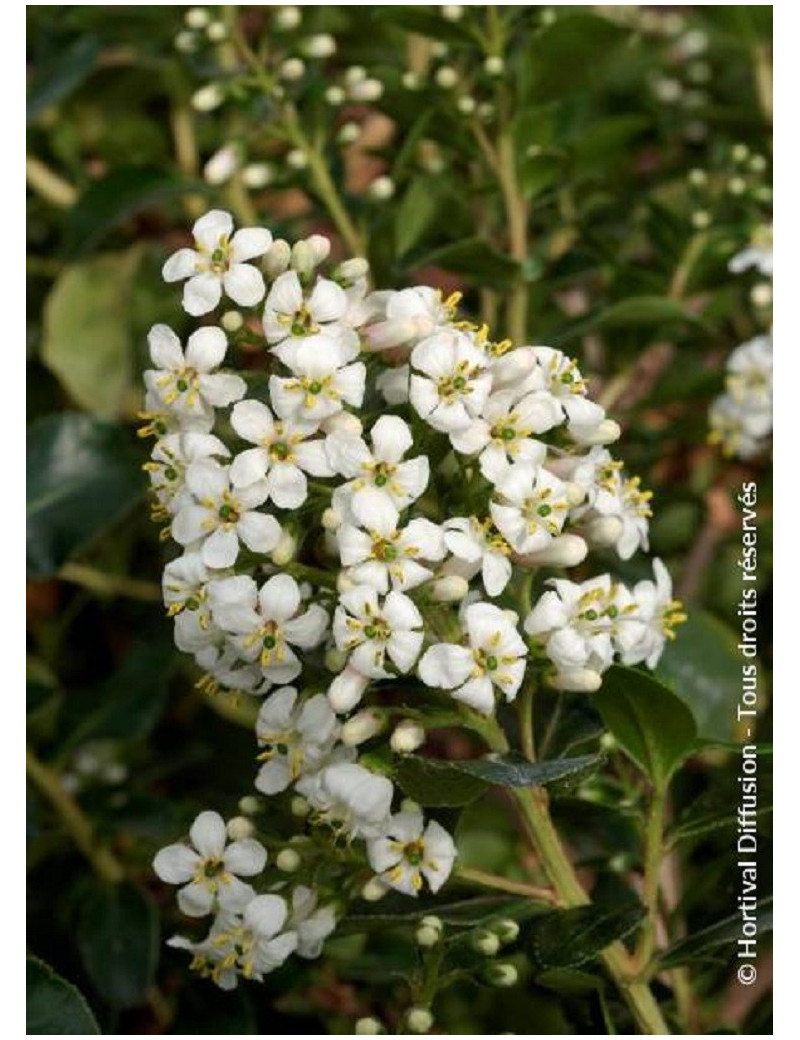 ESCALLONIA IVEYI