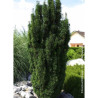 TAXUS baccata FASTIGIATA