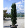 TAXUS baccata FASTIGIATA