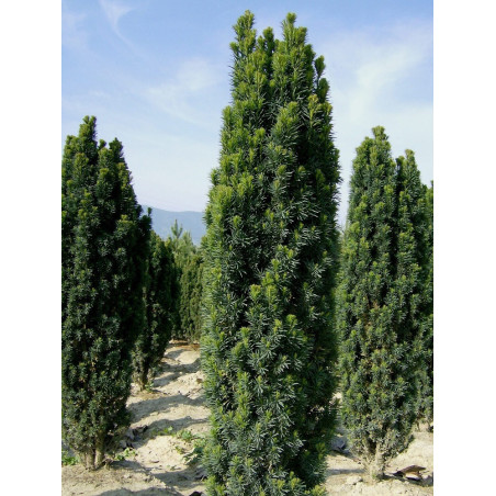 TAXUS baccata FASTIGIATA