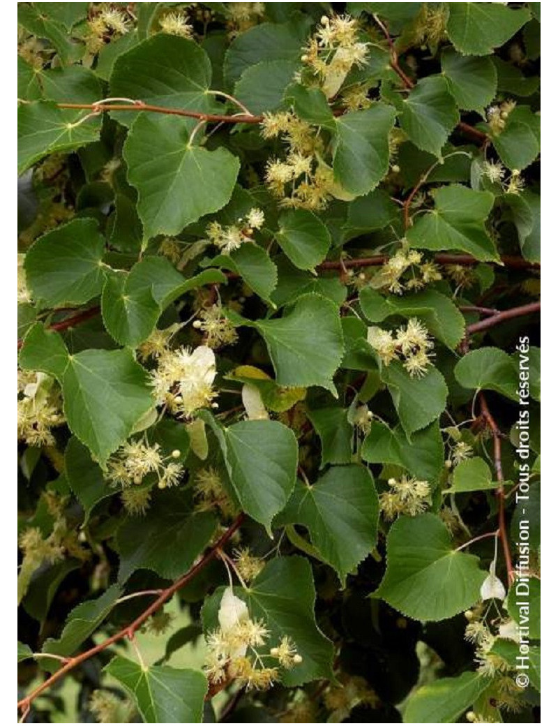 TILIA platyphyllos RUBRA