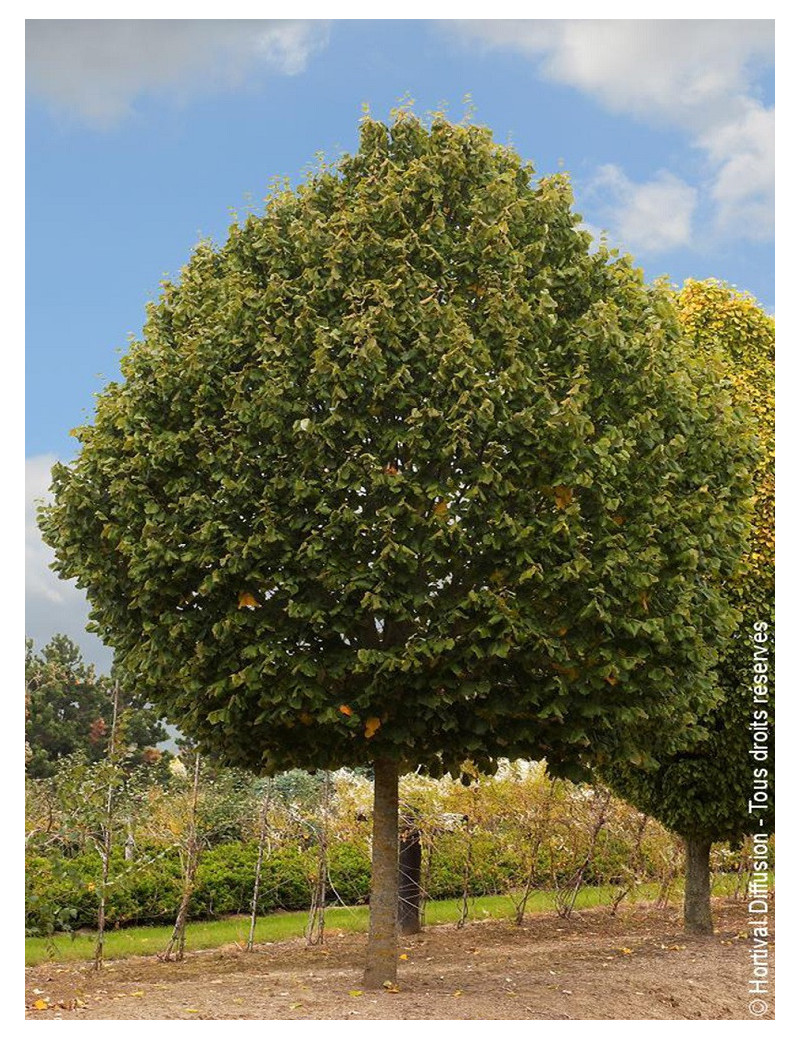 TILIA platyphyllos RUBRA