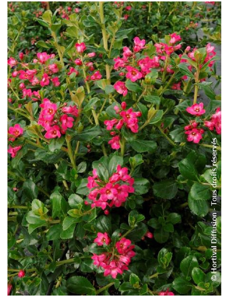 ESCALLONIA PRIDE OF DONARD