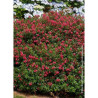 ESCALLONIA RED DREAM