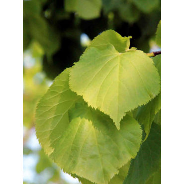 TILIA cordata GREENSPIRE