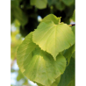 TILIA cordata GREENSPIRE