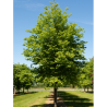 TILIA cordata GREENSPIRE