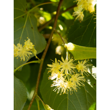 TILIA cordata GREENSPIRE