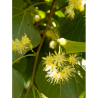 TILIA cordata GREENSPIRE