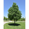 TILIA cordata GREENSPIRE