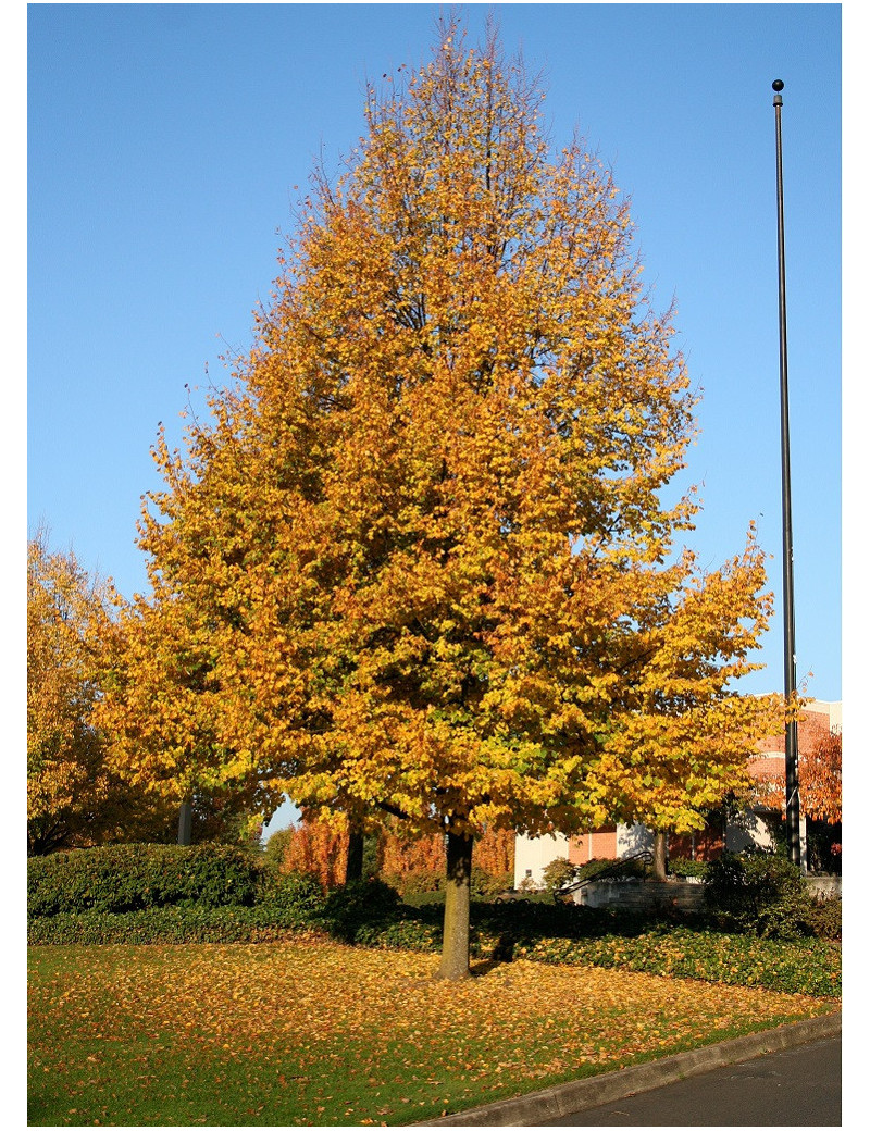 TILIA cordata GREENSPIRE