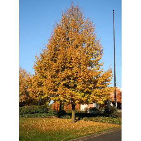 TILIA cordata GREENSPIRE