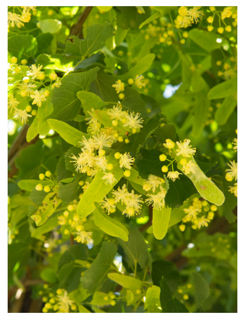 TILIA europaea EUCHLORA