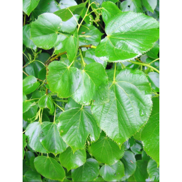 TILIA europaea EUCHLORA