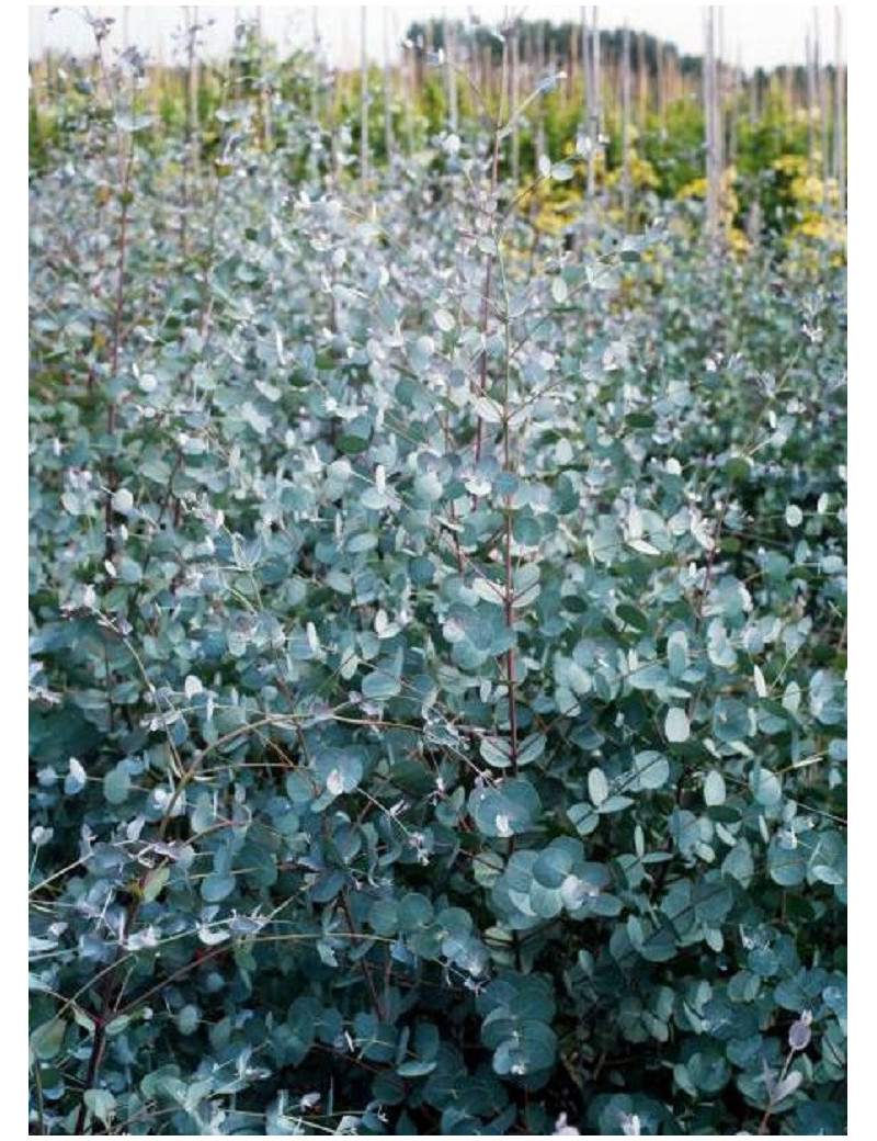 EUCALYPTUS gunnii