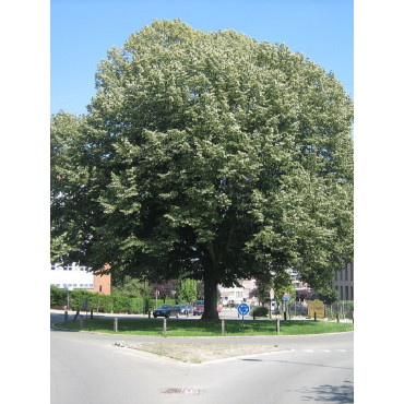 TILIA tomentosa