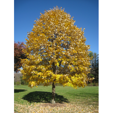 TILIA tomentosa