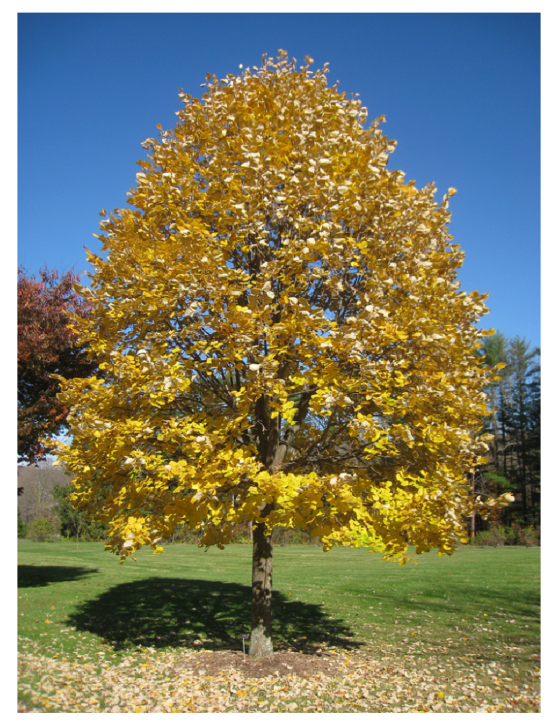 TILIA tomentosa