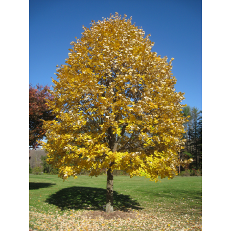 TILIA tomentosa