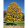 TILIA tomentosa