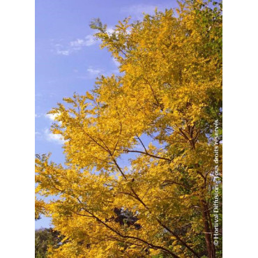 ROBINIA pseudoacacia FRISIA