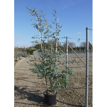 EUCALYPTUS gunnii En pot de 35-50 litres forme cépée