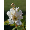 EXOCHORDA serratifolia SNOW WHITE