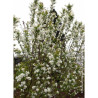 EXOCHORDA serratifolia SNOW WHITE