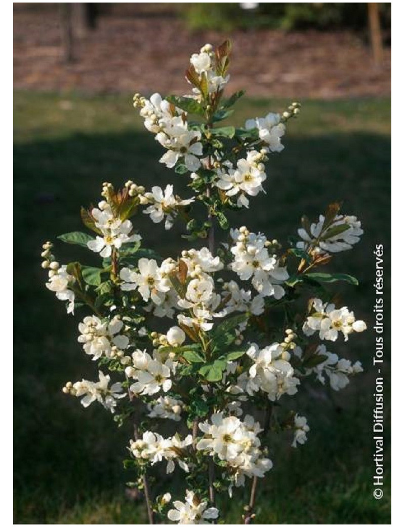 EXOCHORDA serratifolia SNOW WHITE