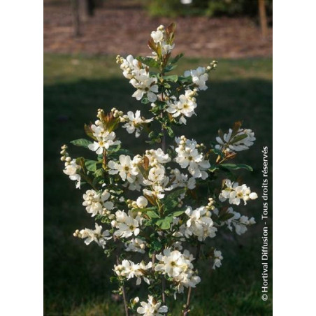 EXOCHORDA serratifolia SNOW WHITE