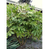 FATSIA japonica ou sieboldii