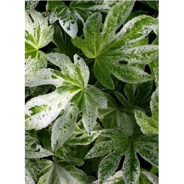 FATSIA japonica SPIDER WEB