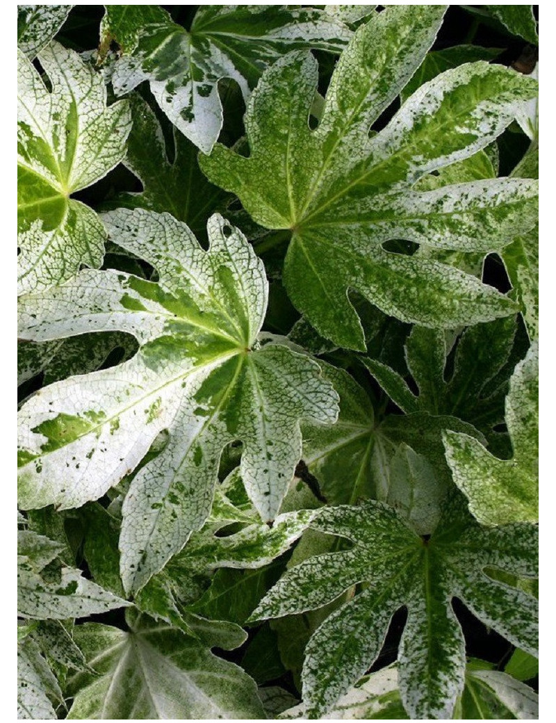 FATSIA japonica SPIDER WEB