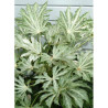 FATSIA japonica SPIDER WEB