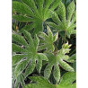 FATSIA japonica SPIDER WEB