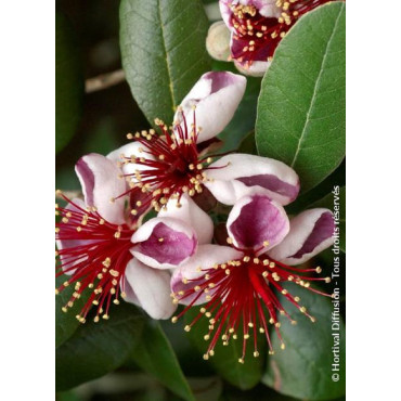 FEIJOA sellowiana