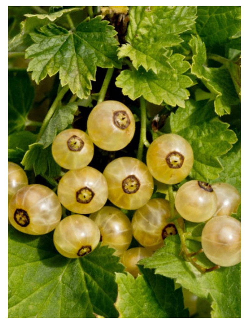 GROSEILLIER À GRAPPES VERSALLAISE BLANCHE