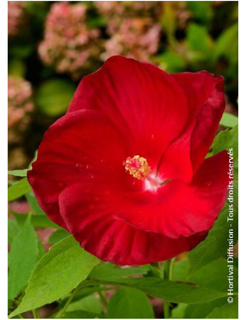 HIBISCUS moscheutos ROUGE