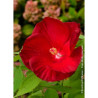 HIBISCUS moscheutos ROUGE