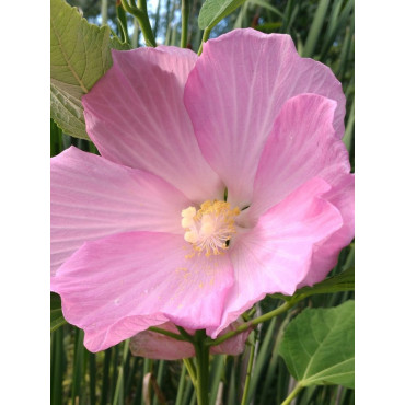 HIBISCUS moscheutos ROSE