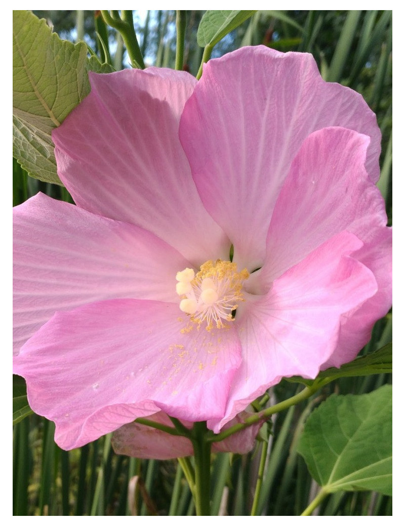 HIBISCUS moscheutos ROSE